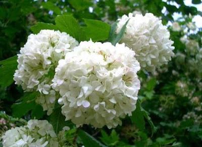 Bayramda yalangoch xotinning surati